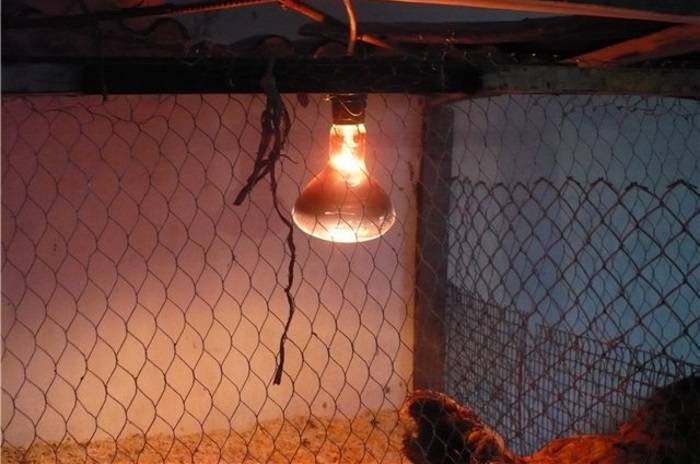 Инфракрасные лампы освещение, отопление курятников и птичников