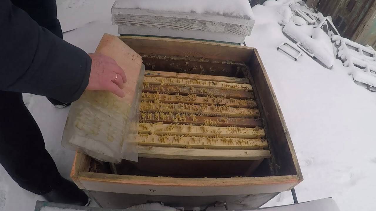 Подготовка пчел к зимовке: формирование гнезда, обработка ульев, заготовка корма