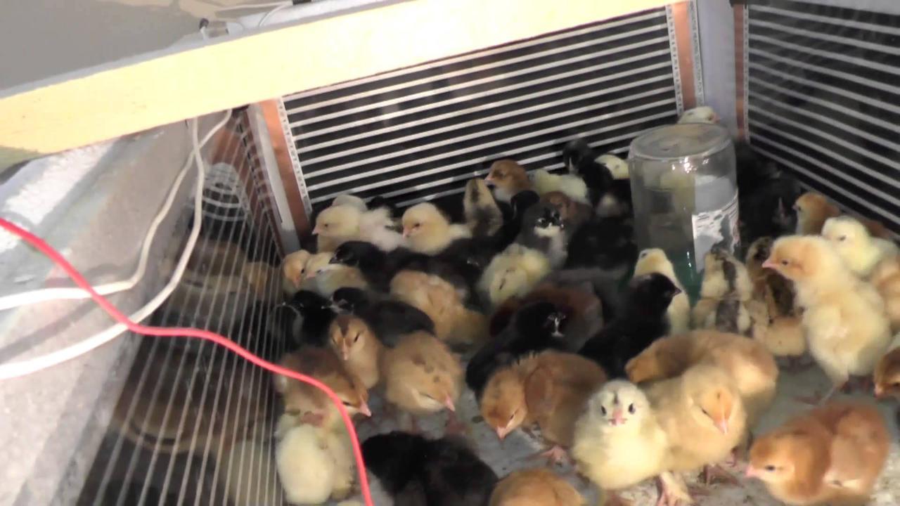 Обогрев для цыплят: создание условий, инфракрасная лампа и другие виды