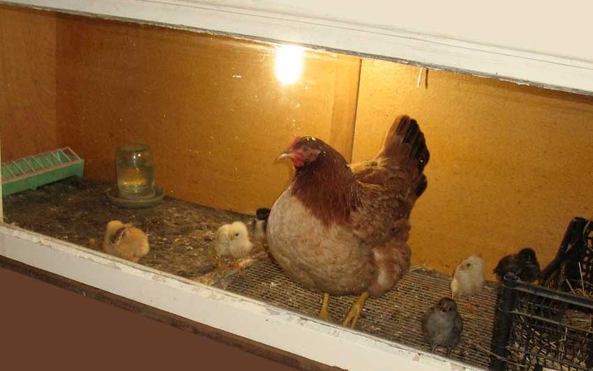 Лампа для обогрева цыплят: лучшие варианты, какую выбрать, особенности красной и керамической