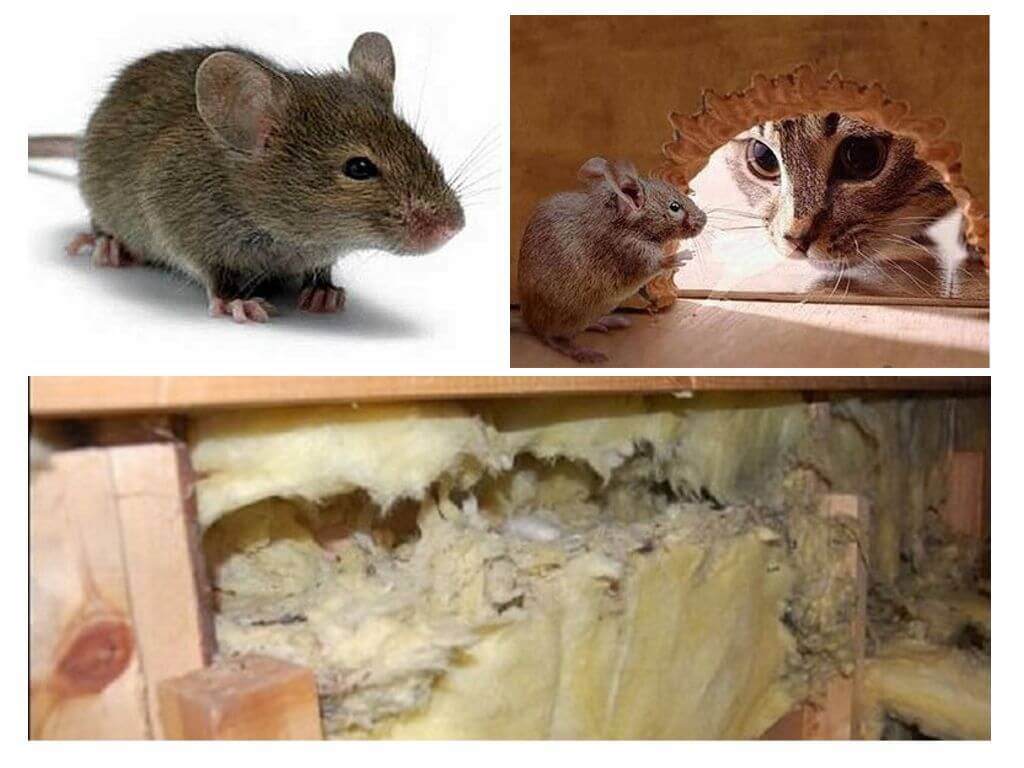 Какой утеплитель не грызут мыши и крысы — советы по выбору