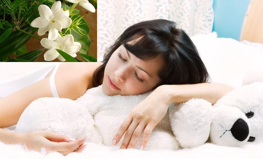 10 комнатных растений для спальни, которые помогут расслабиться и крепче спать