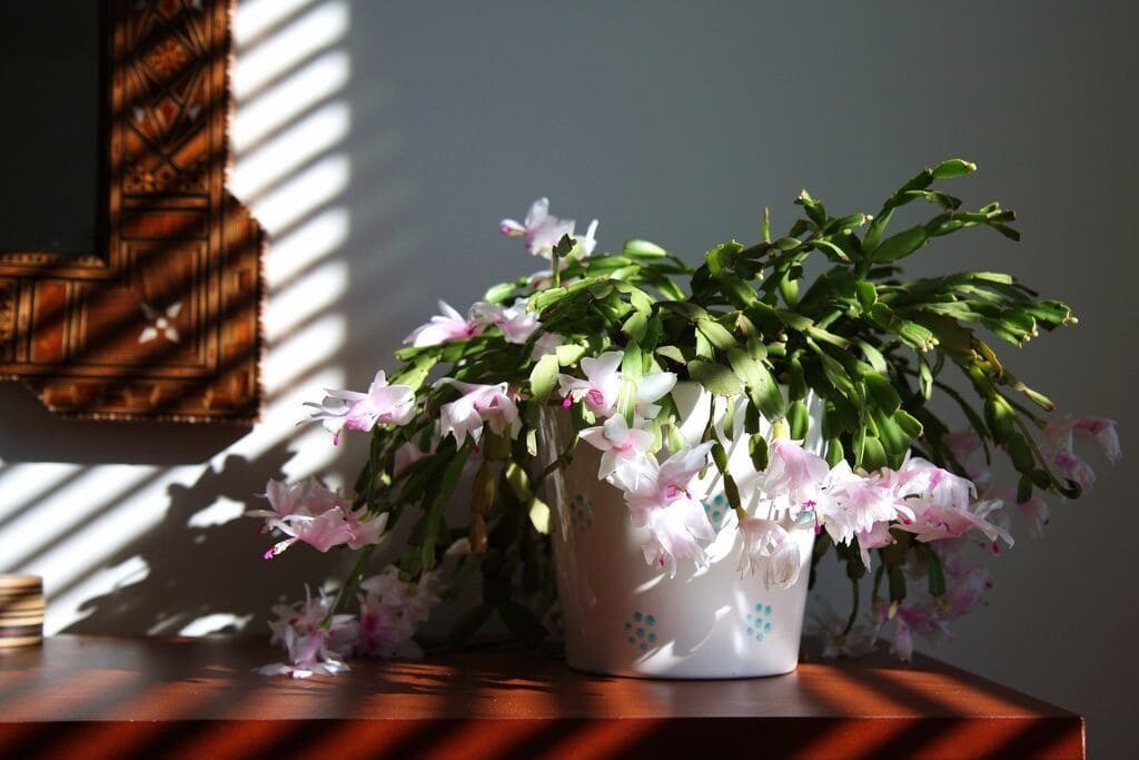 Растения для спальни. какие комнатные цветы выбрать? фото — ботаничка.ru