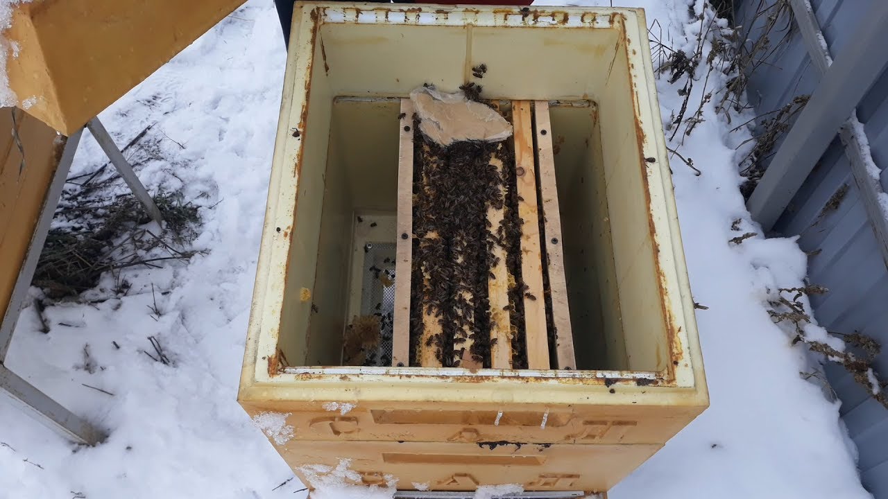 Как правильно утеплить улей для зимовки пчел на улице