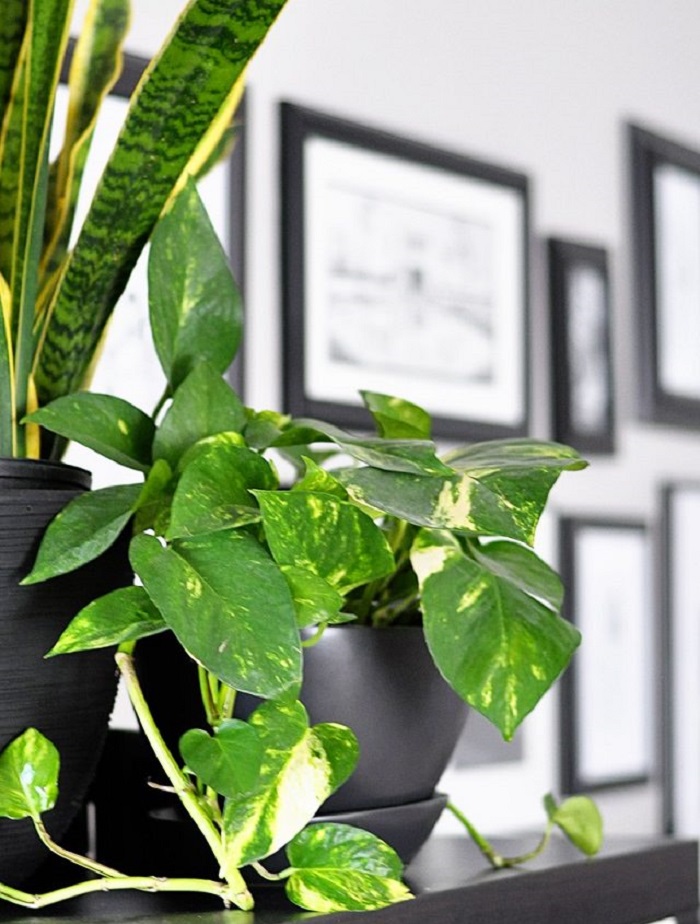 22 комнатных растения очищающих воздух в квартире