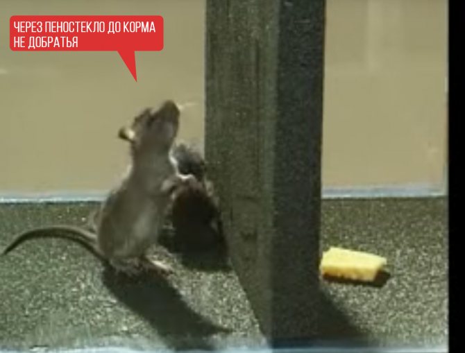 Какой утеплитель не грызут мыши и крысы, как защитить пенопласт от грызунов