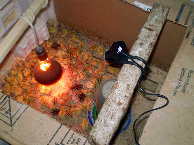Обогрев курятника зимой: отопление инфракрасными лампами, выбираем обогреватель с терморегулятором, как без электричества сохранить тепло