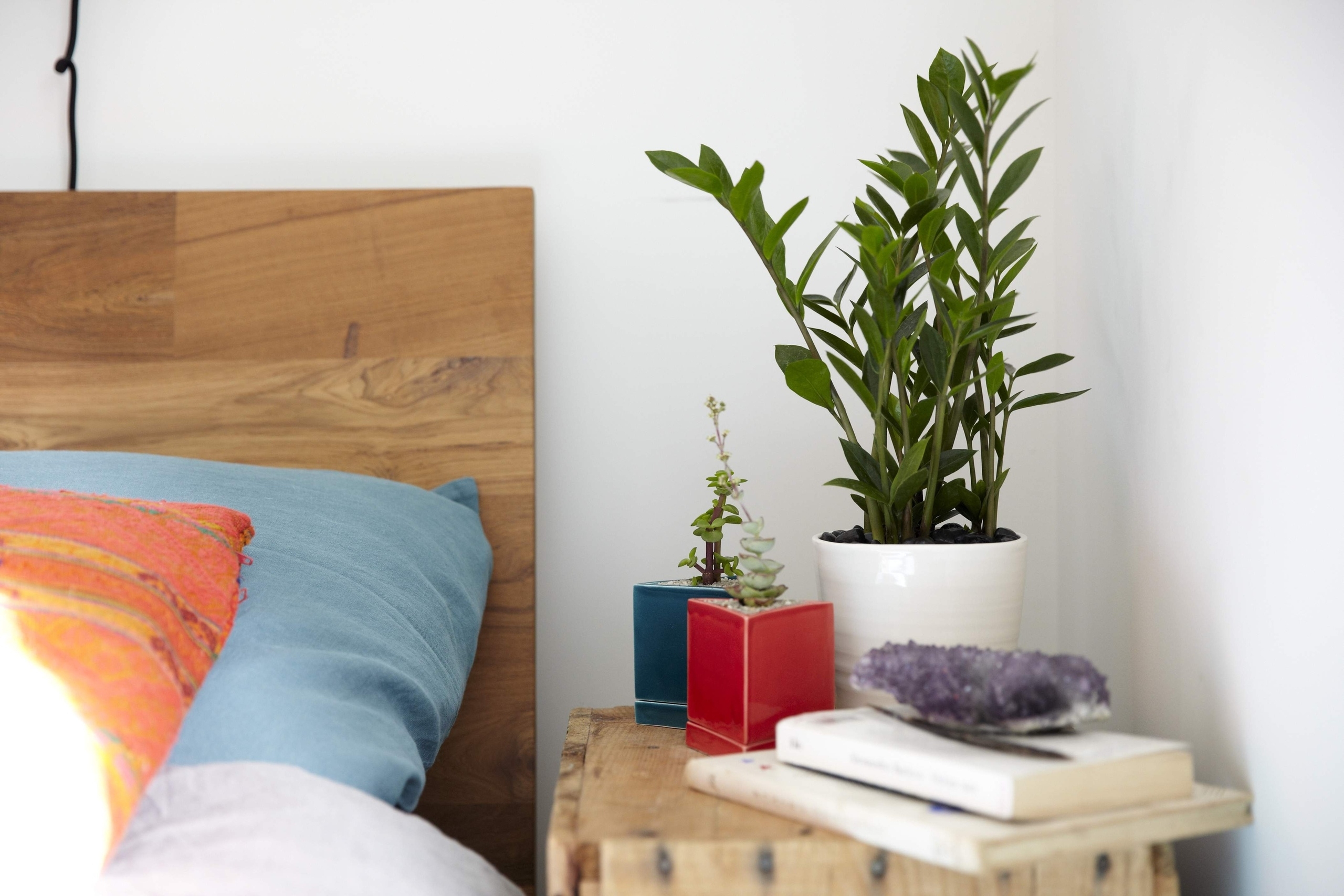Лучшие комнатные растения для дома, благоприятные для дома и семьи