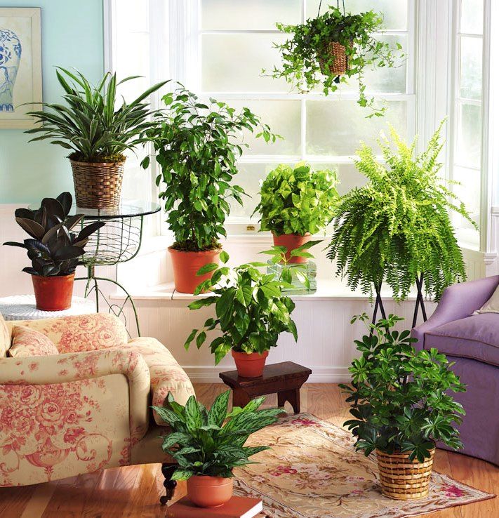 Комнатные растения очищающие воздух: 22 лучших комнатных растения