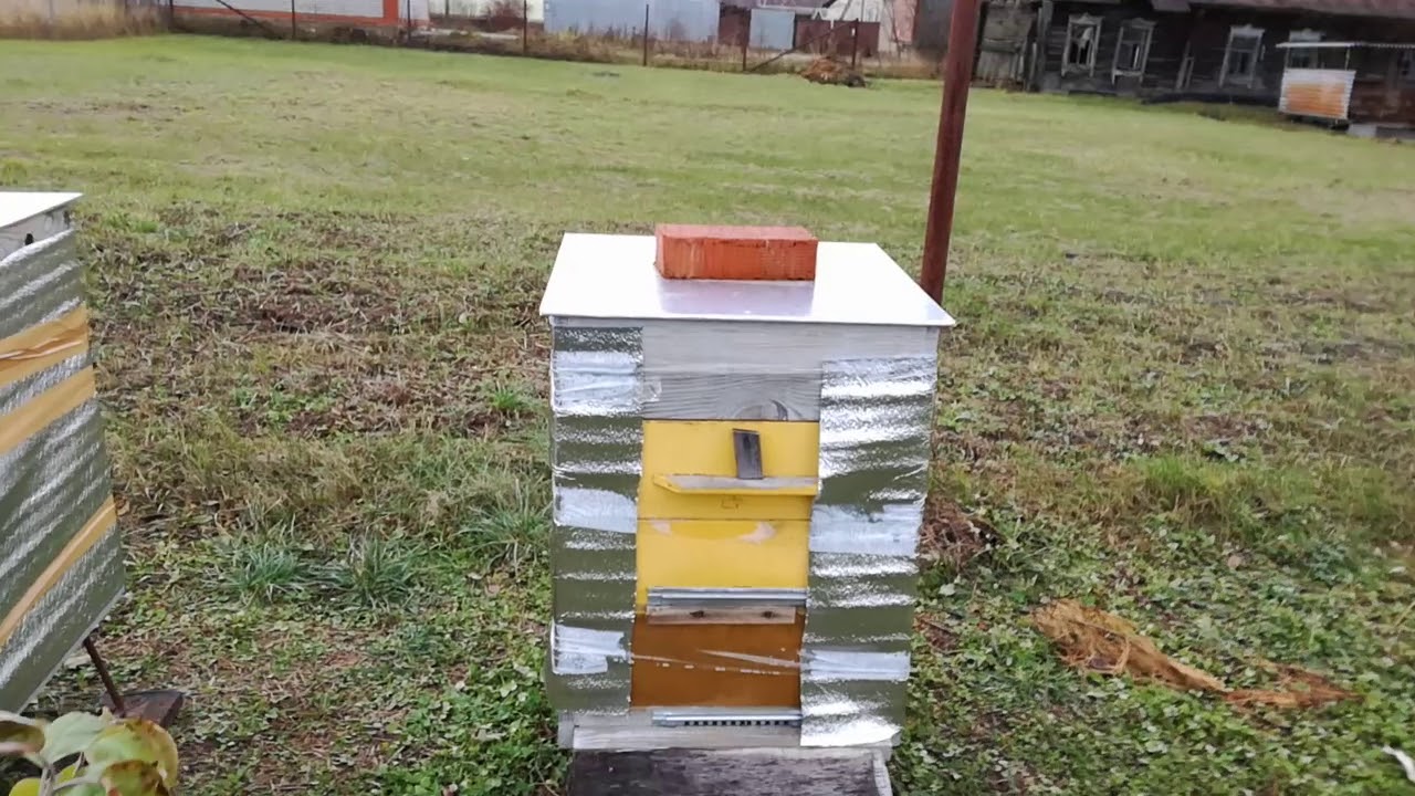 Особенности зимовки пчёл на улице в разных регионах